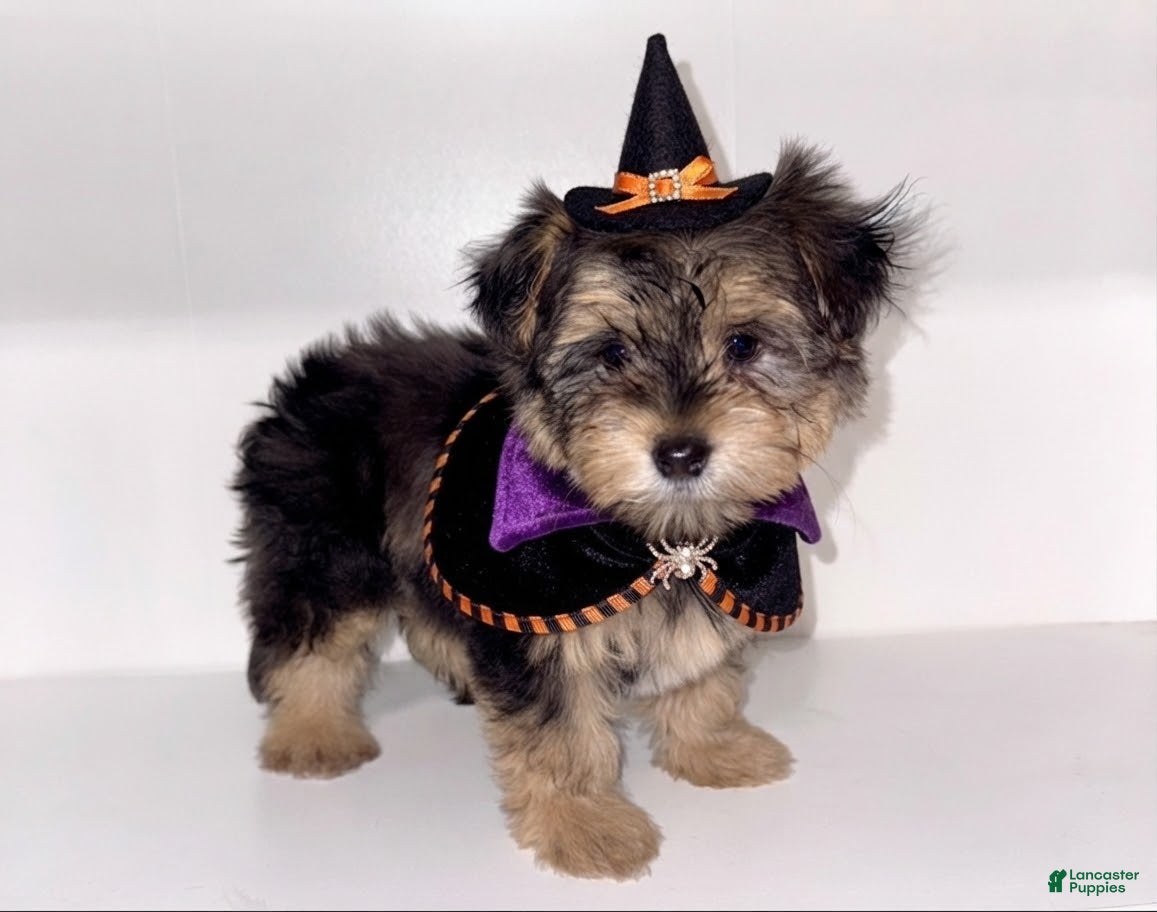 Morkie dogs Morkie 1 - Ad 2