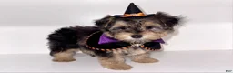 Morkie dogs for sale: Morkie 1 - Ad 2