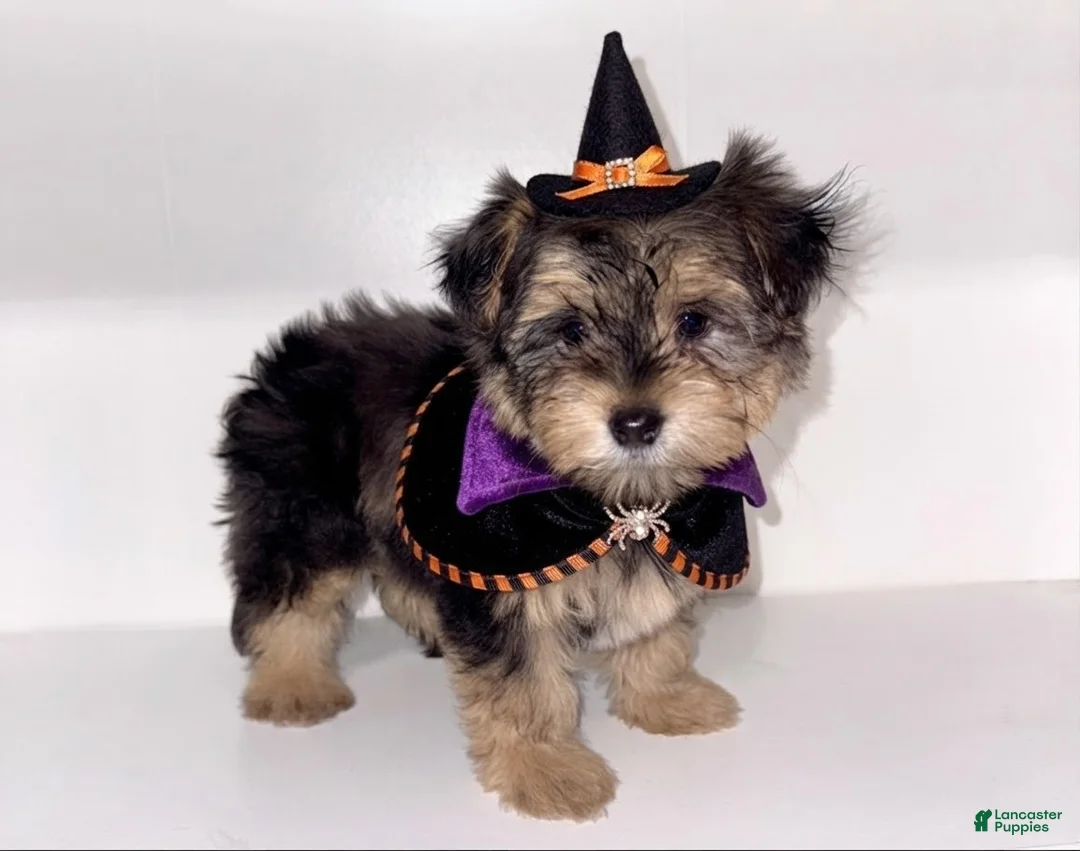 Morkie dogs for sale: Morkie 1 - Ad 2