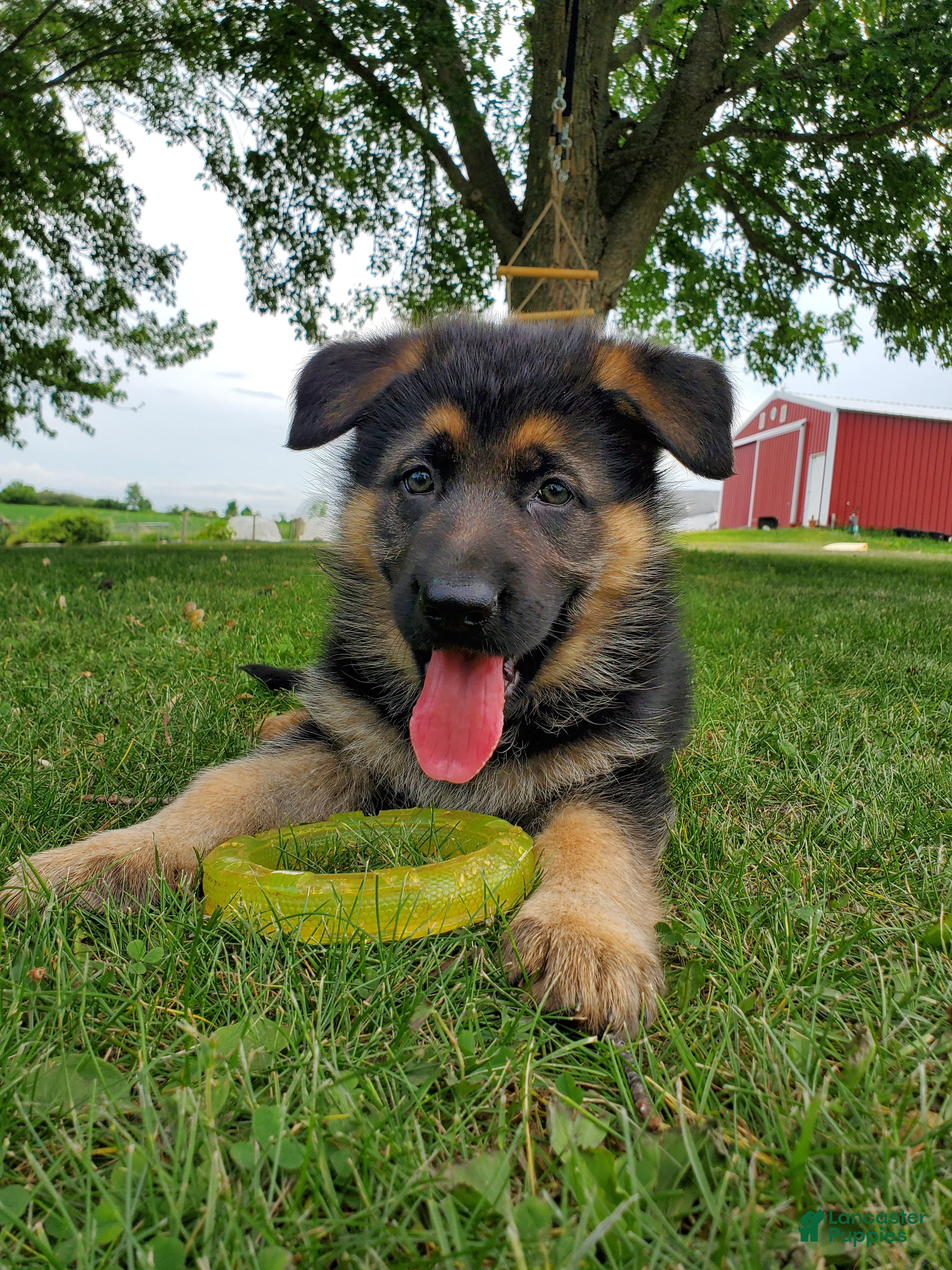 German Shepherd dogs Fox - Ad 35