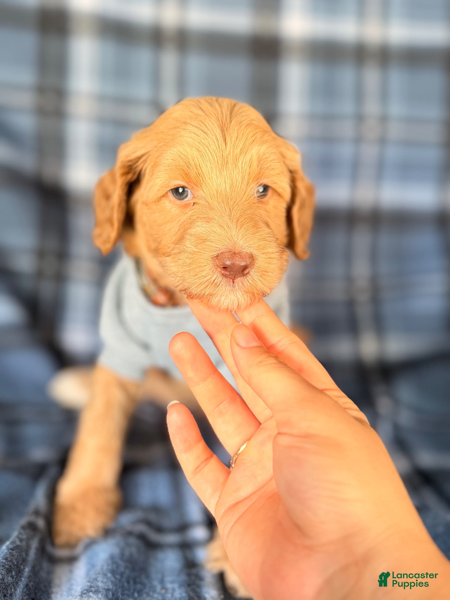 Goldendoodle dogs Cedar - Ad 2