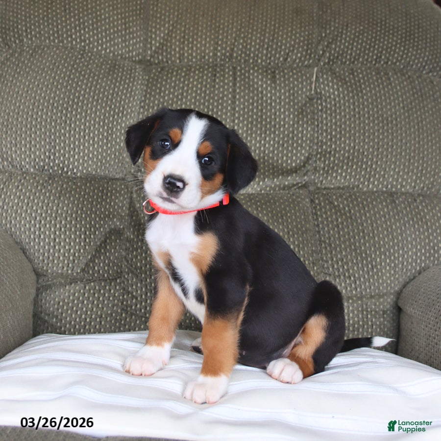 Greater Swiss Mountain Dog dogs Fancy - Ad 1