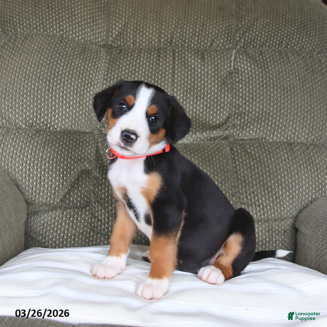 Greater Swiss Mountain Dog dogs for sale: Fancy - Ad 1
