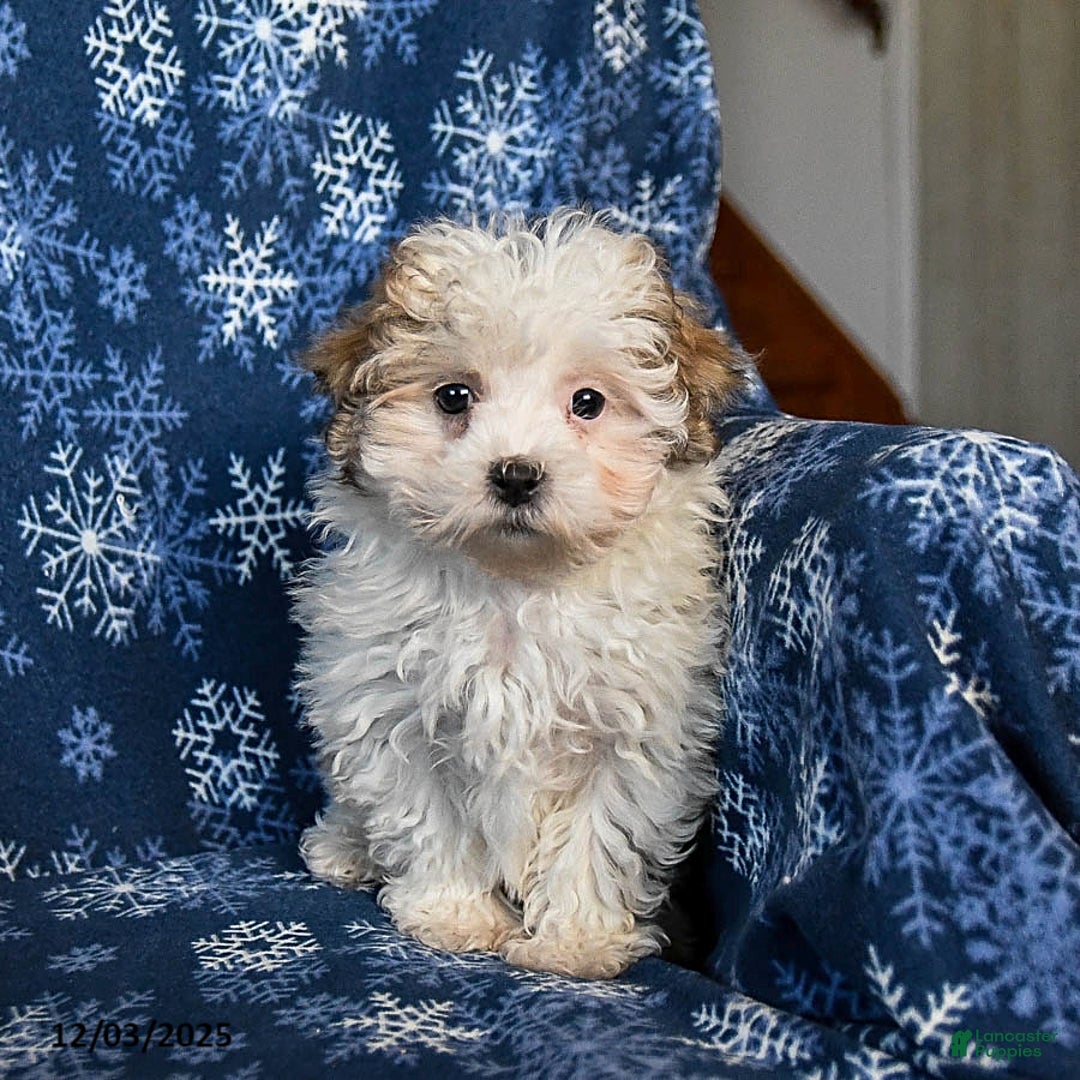 Malshi dogs for sale: Winnie - Ad 5