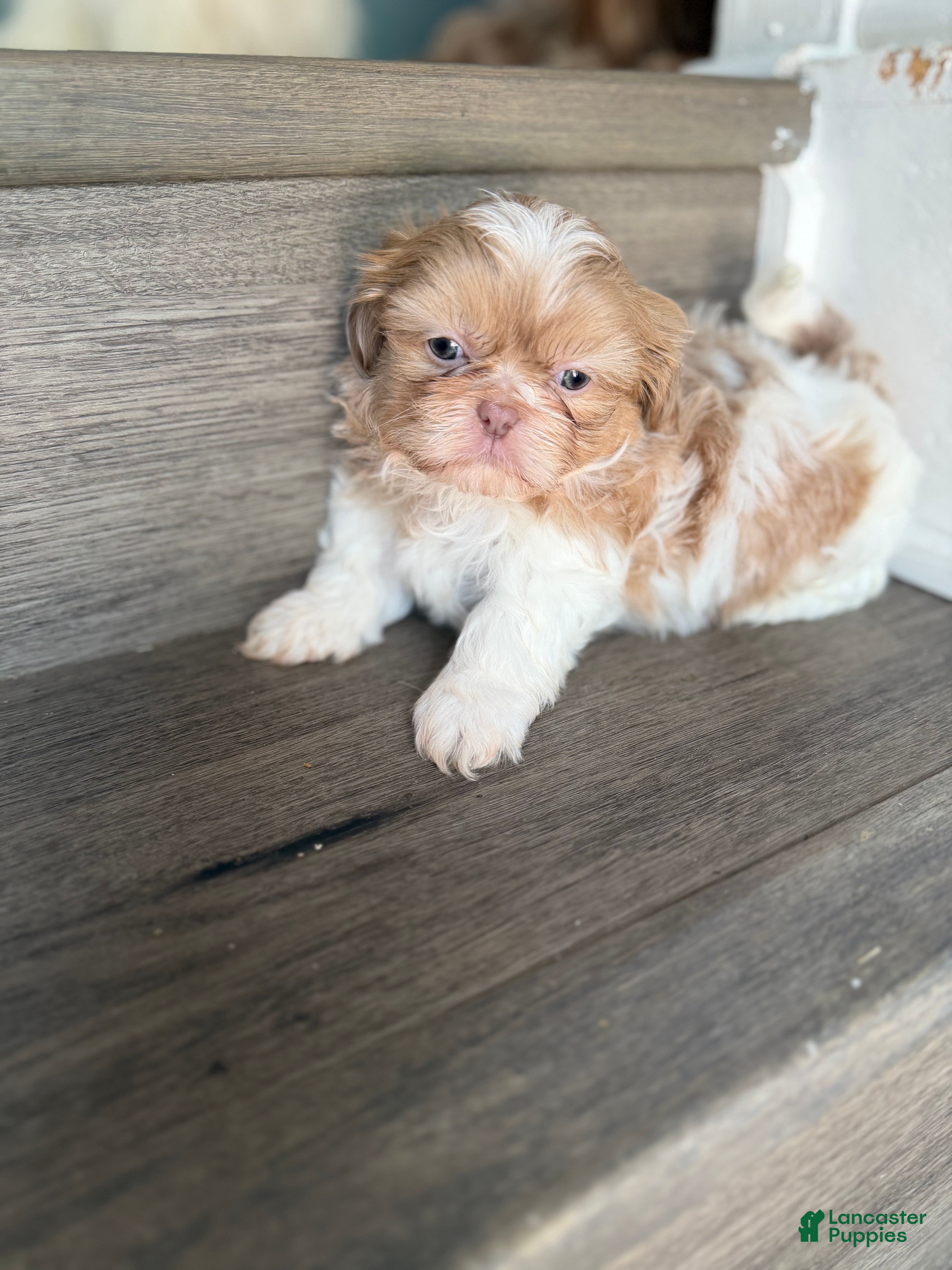 Shih Tzu dogs Lavender/Lilac parti Shih Tzu Puppy boy - Ad 2