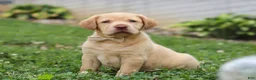 Labrador Retriever dogs for sale: Flora - Ad 3