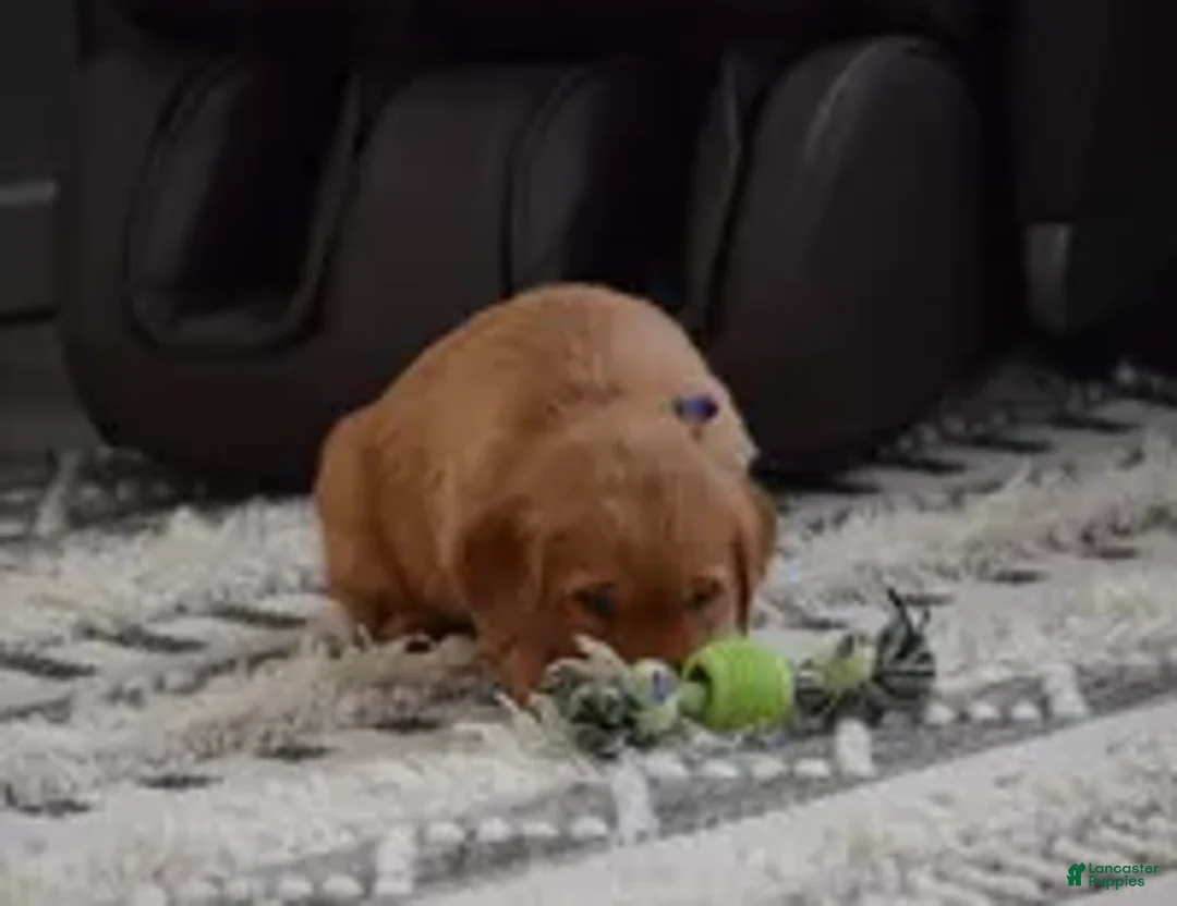 Golden Retriever dogs for sale: Ranger  - Ad 3