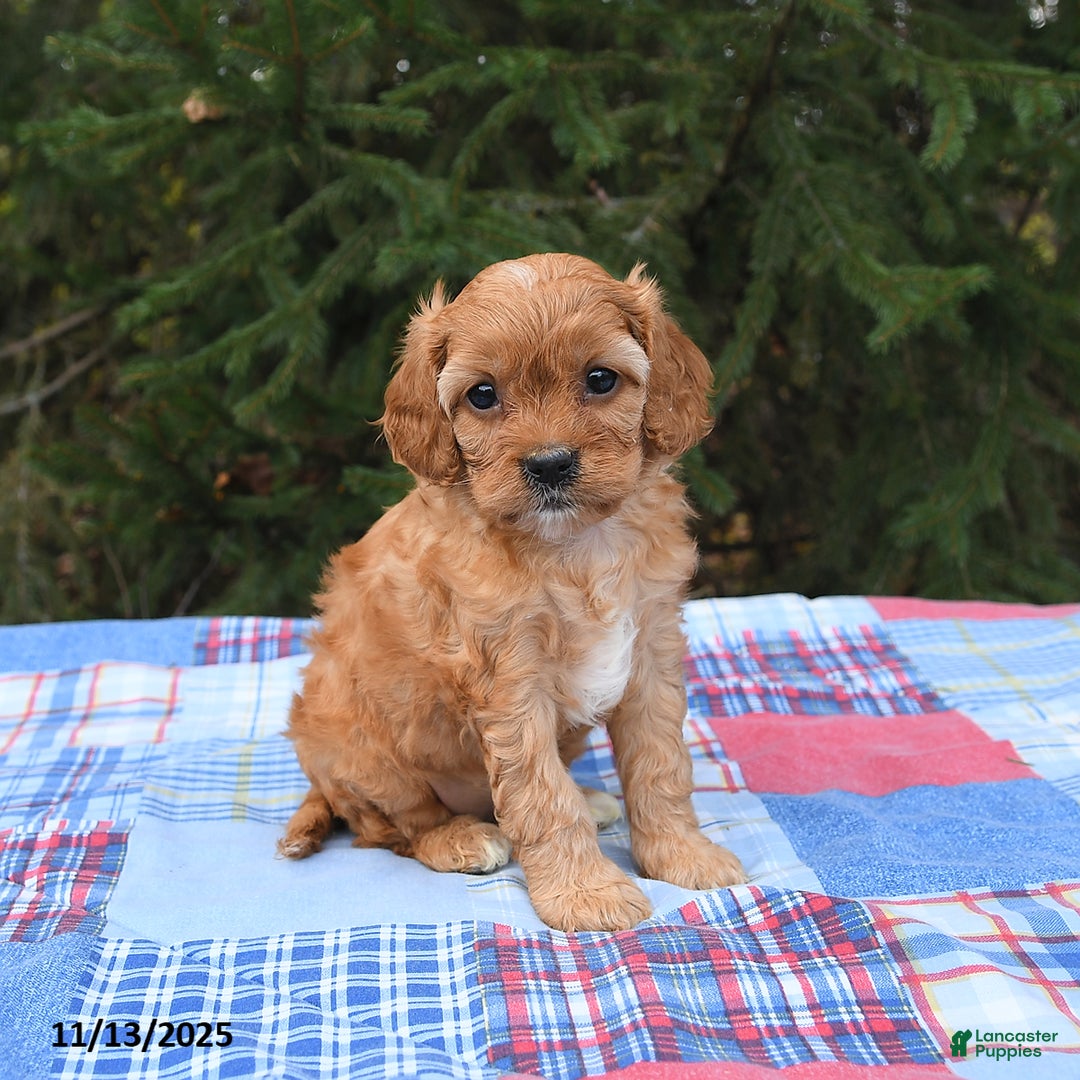 Cavapoo dogs for sale: Faye - Ad 2