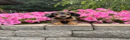 Miniature Dachshund dogs for sale: Miniature Dachshund 1 - Ad 4