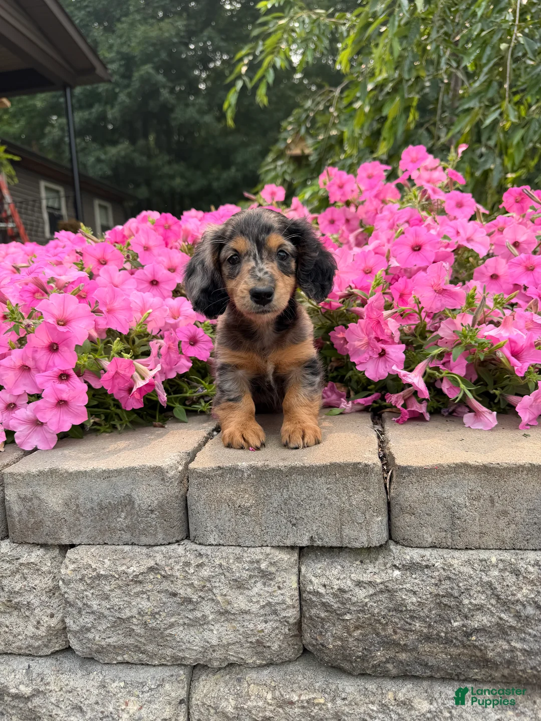Miniature Dachshund dogs for sale: Miniature Dachshund 1 - Ad 4