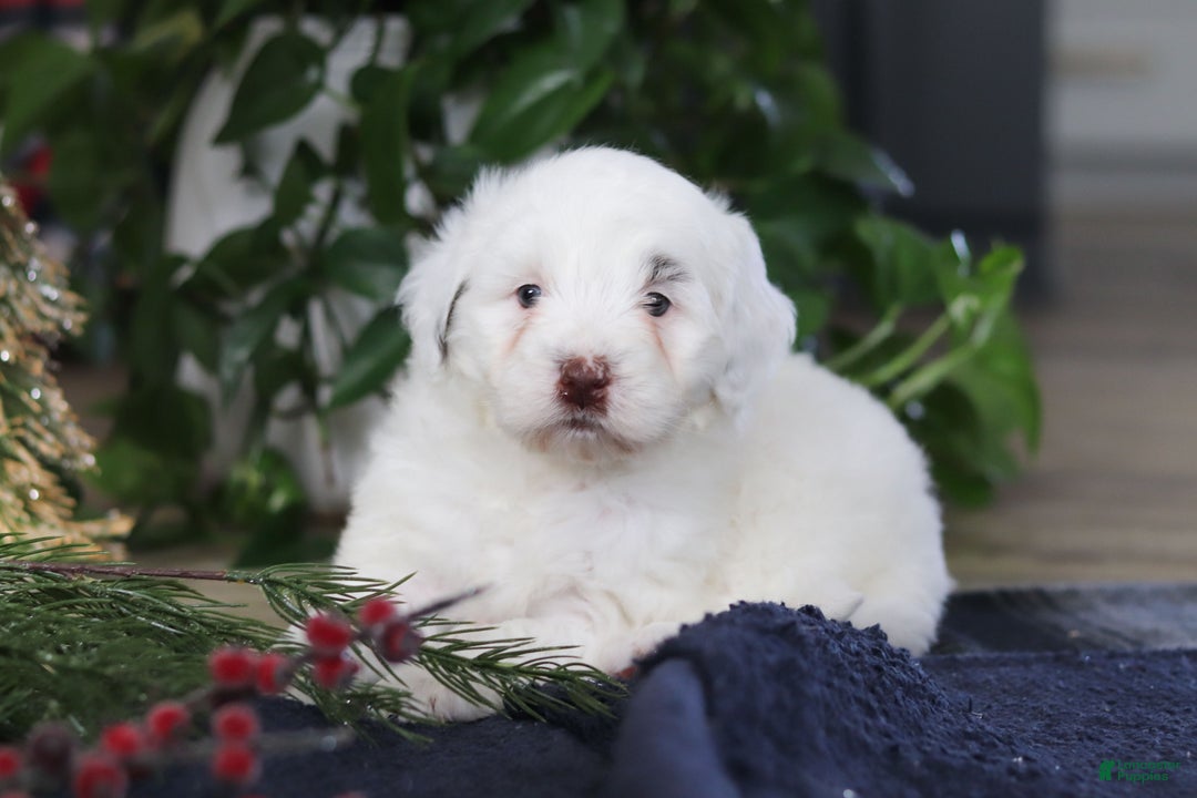 Portuguese Water Dog dogs for sale: Lucie - Ad 2