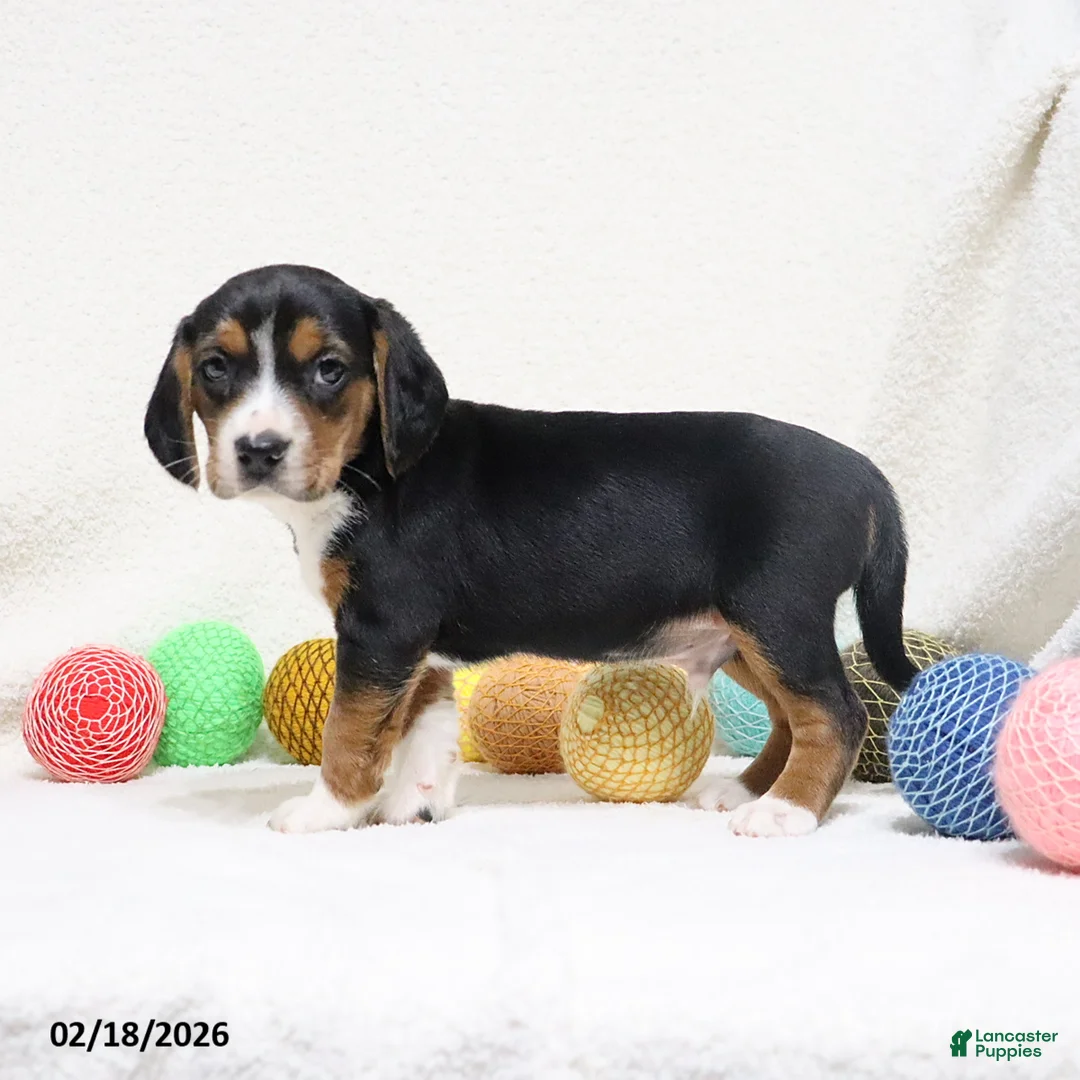 Beagle dogs for sale: Nitro - Ad 3