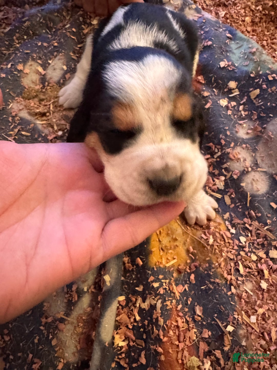 Basset Hound dogs for sale: Basset Hound Puppy 4 - Ad 2