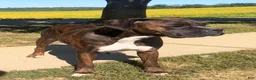 Boxer dogs for sale: Trixie - Ad 3