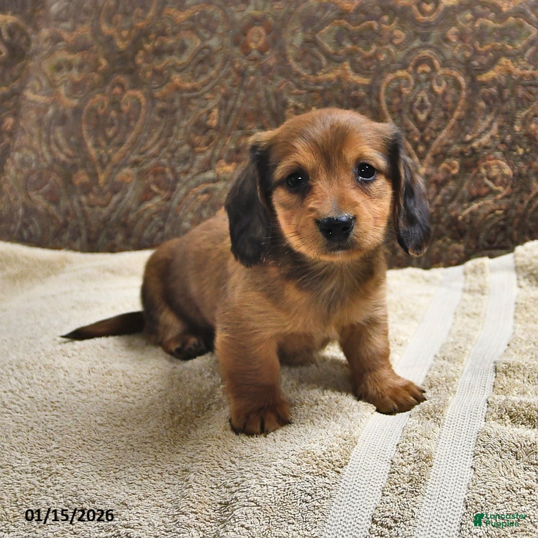 Miniature Dachshund dogs for sale: Rover - Ad 2