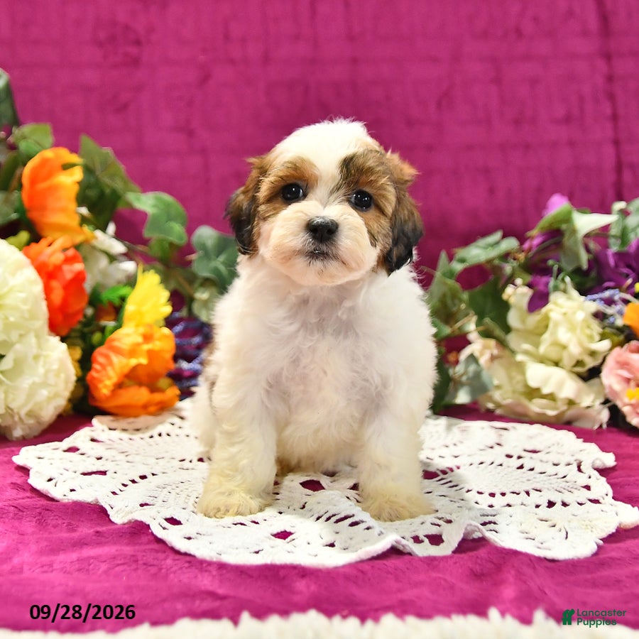Shihpoo dogs Josie - Ad 1