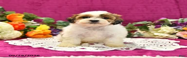 Josie