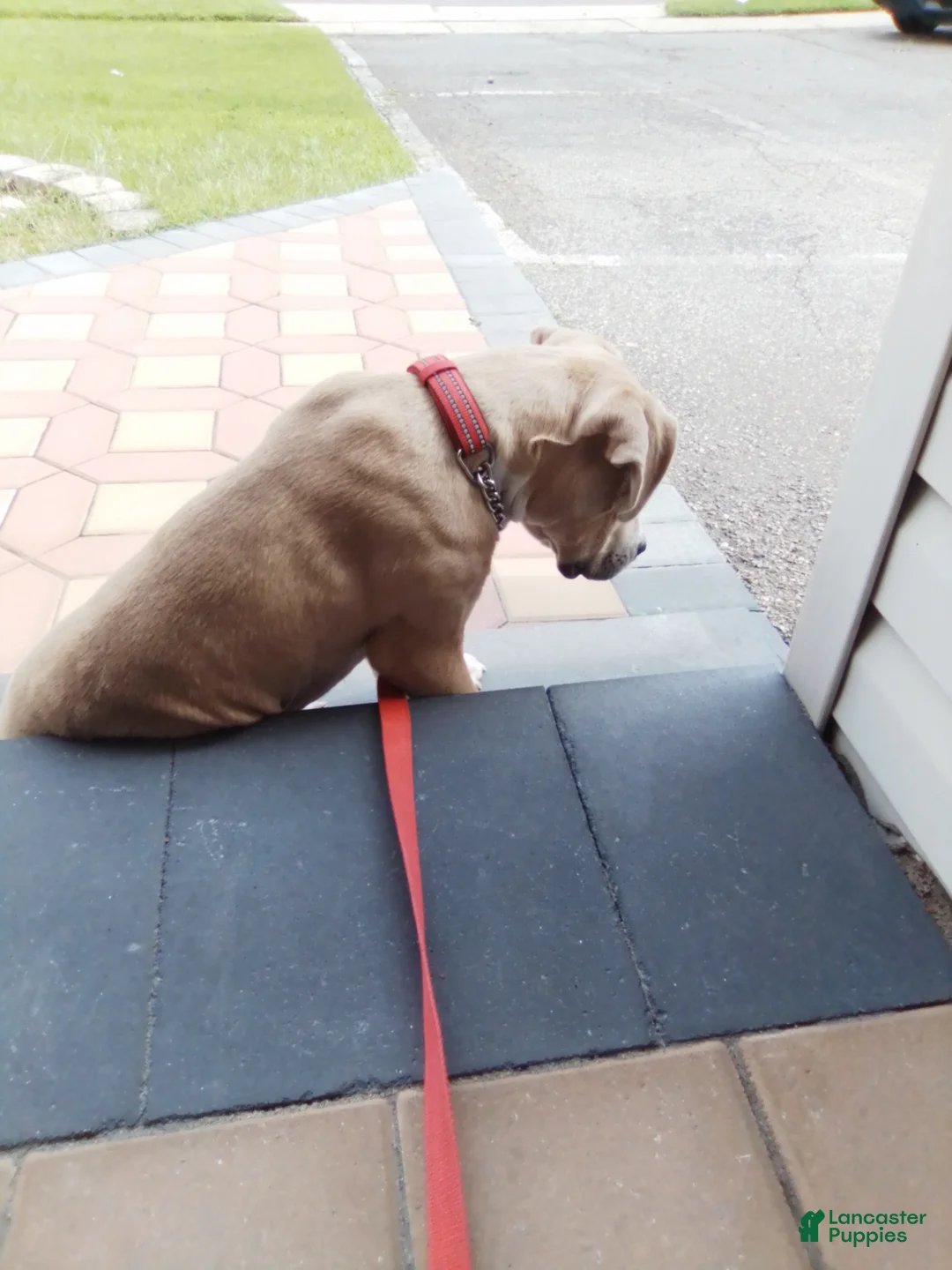 American Pit Bull Terrier dogs for sale: American Pit Bull Terrier 1 - Ad 2