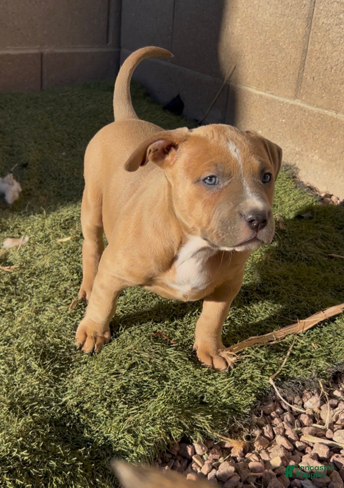 American Bully dogs JADE - Ad 6