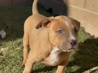 American Bully dogs JADE - Ad 5