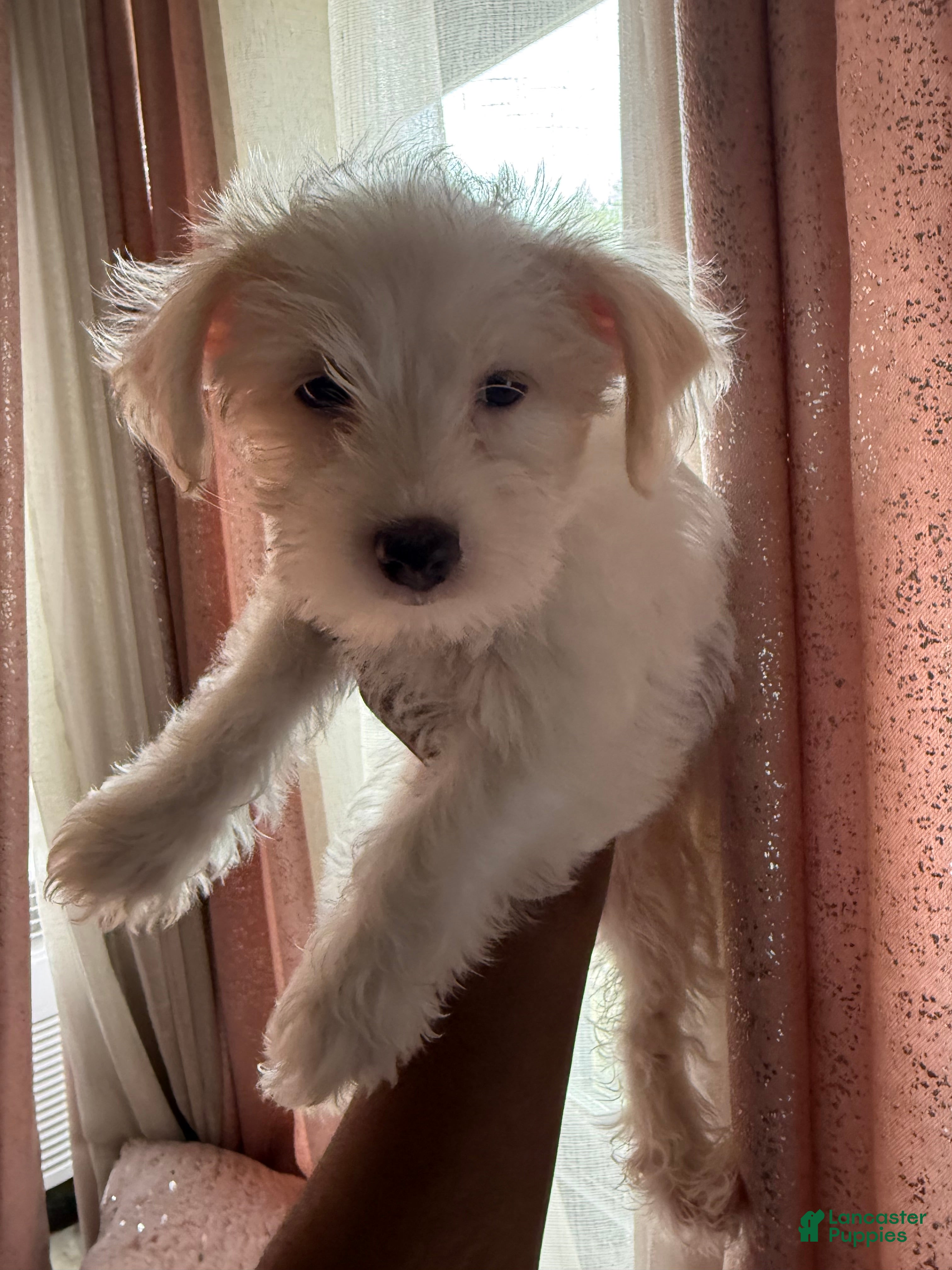 Mixed Breed dogs White & Tan Female  - Ad 1