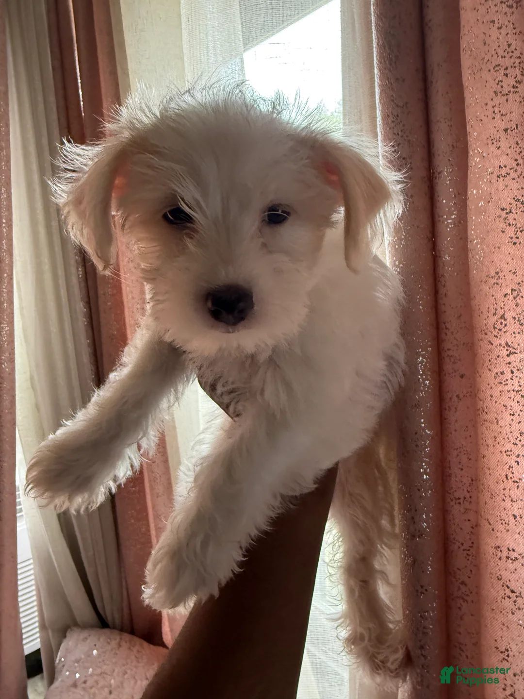Mixed Breed dogs for sale: White & Tan Female  - Ad 1