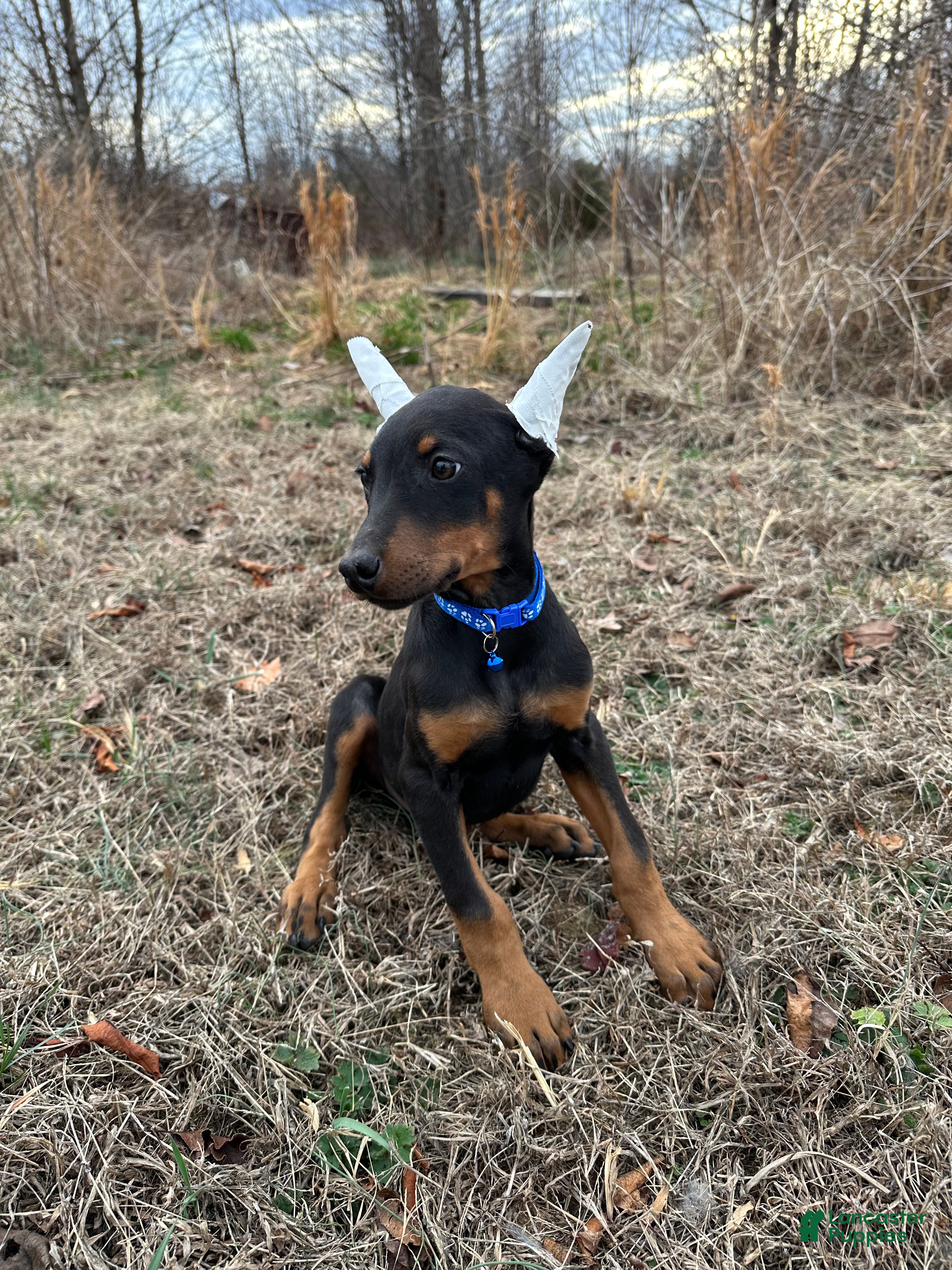 Doberman Pinscher dogs Doberman Pinscher Puppy 4 - Ad 1