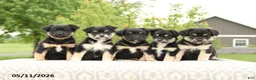 Mixed Breed dogs for sale: Noble - Ad 5