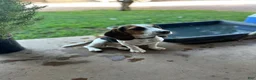 Beagle dogs for sale: Pinto - Ad 5