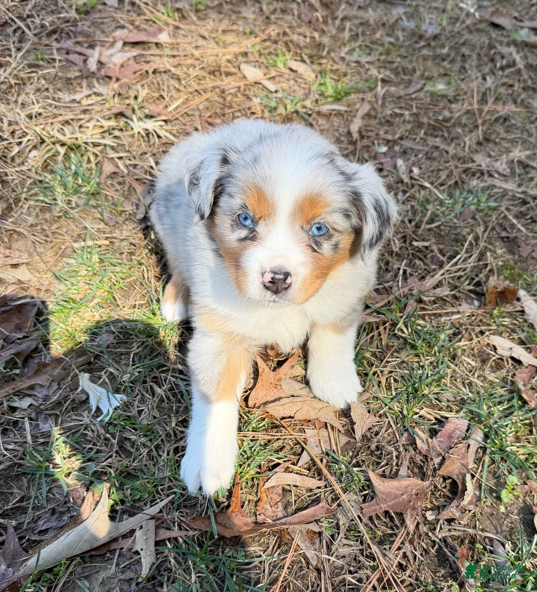 Australian Shepherd dogs for sale: Starla - Ad 1