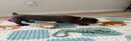 Cane Corso dogs for sale: Fujin - Ad 3