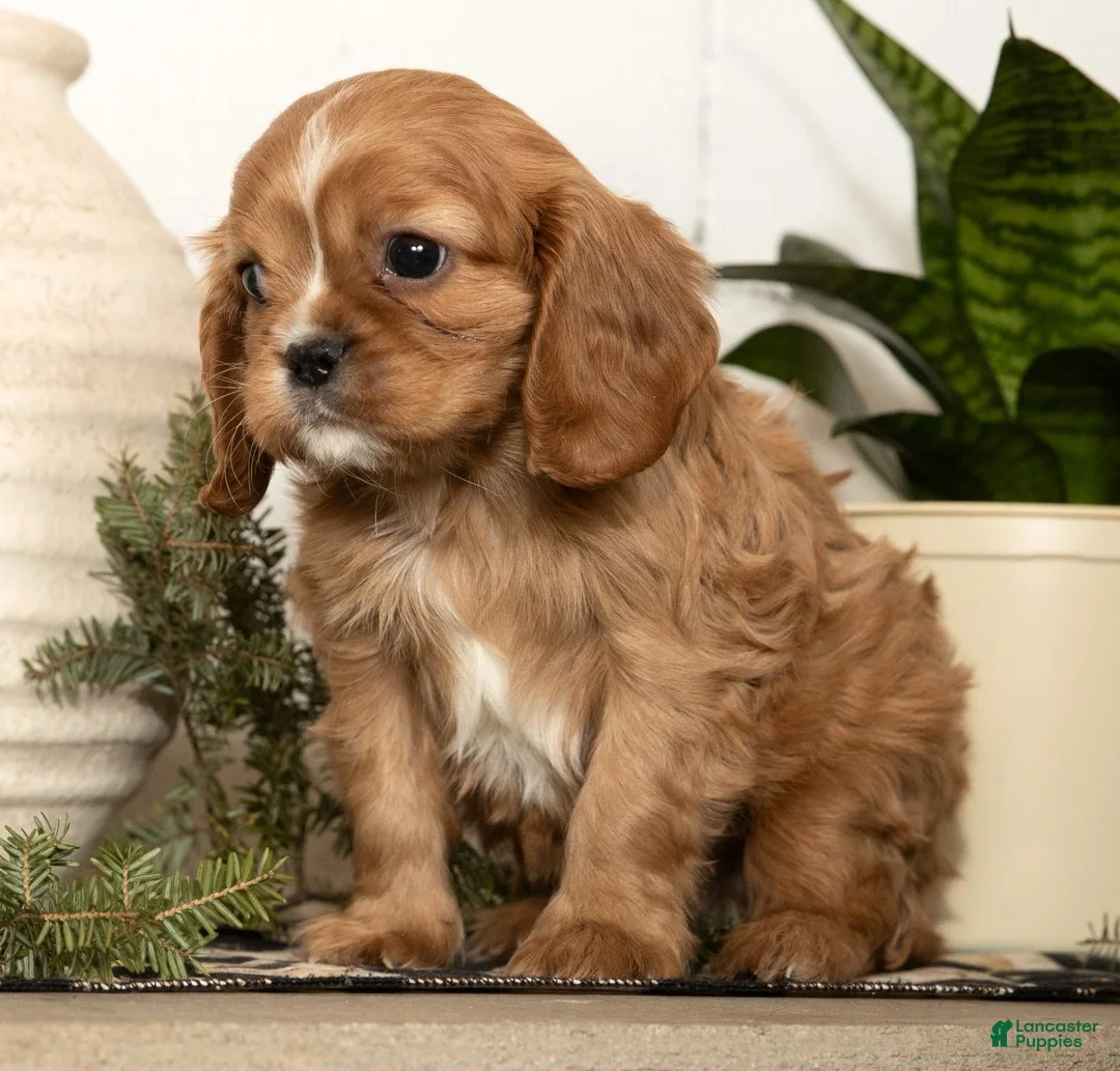 Cavalier King Charles Spaniel dogs for sale: Dash - Ad 3