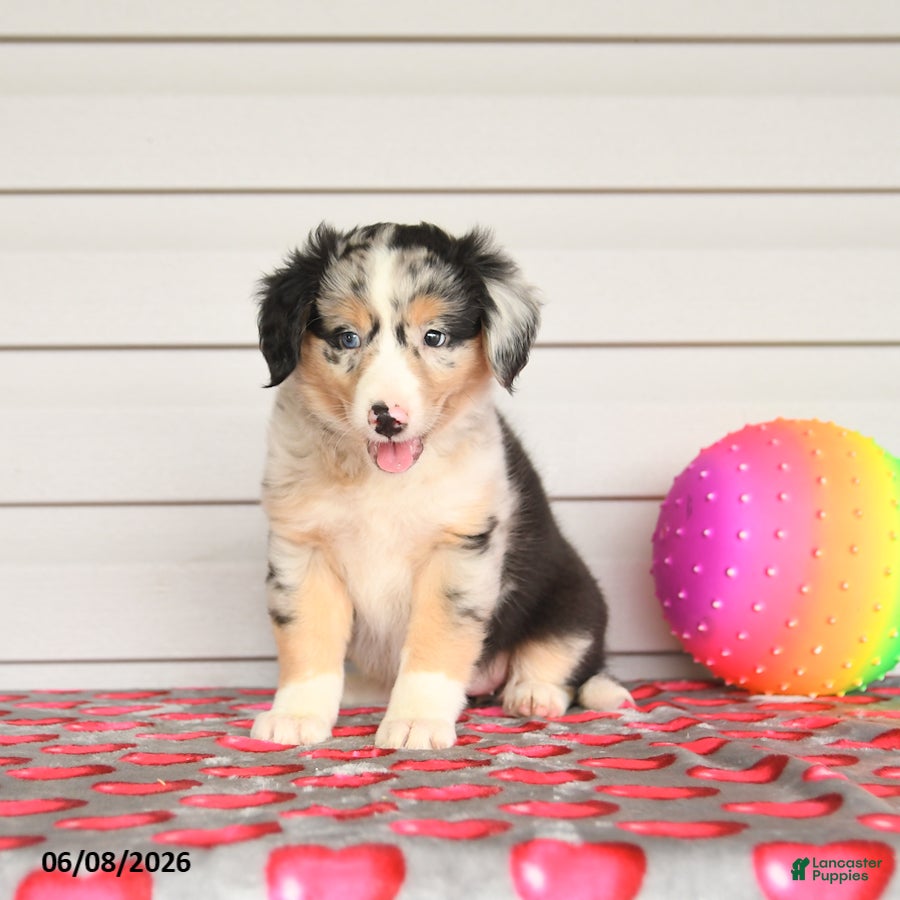 Mixed Breed dogs Kelly - Ad 2