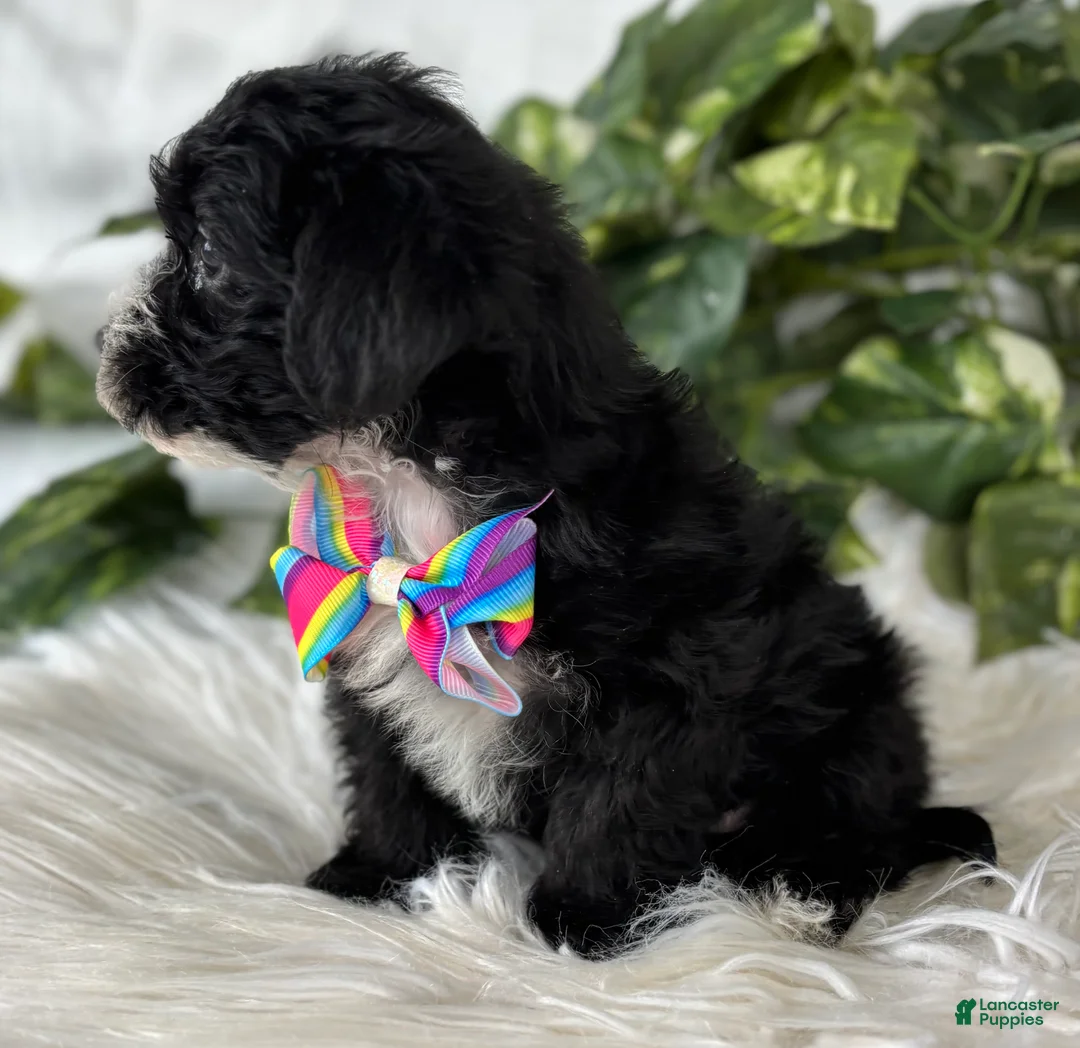 Morkie dogs for sale: Patrick - Ad 8