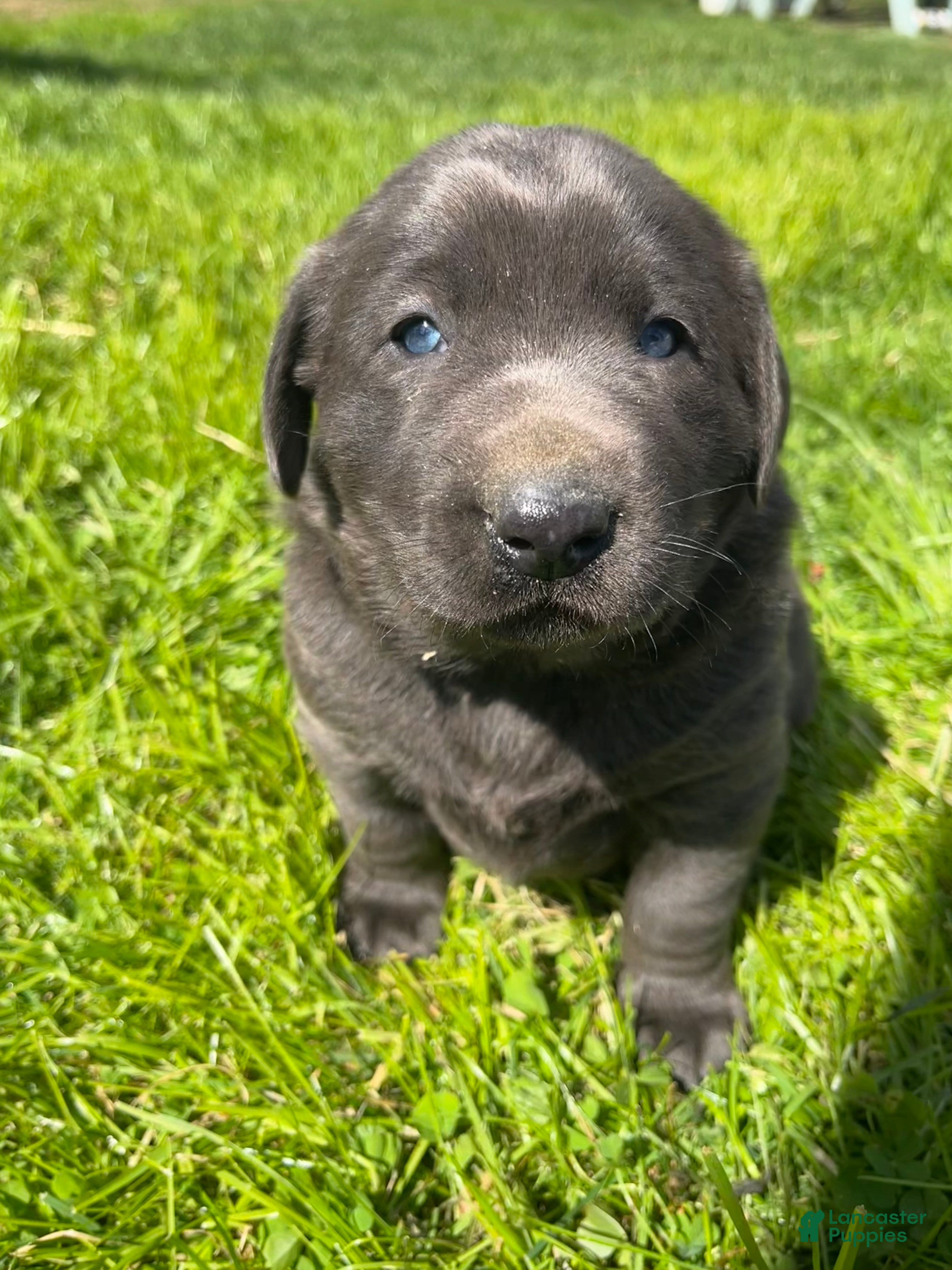 Labrador Retriever dogs Gus - Ad 1