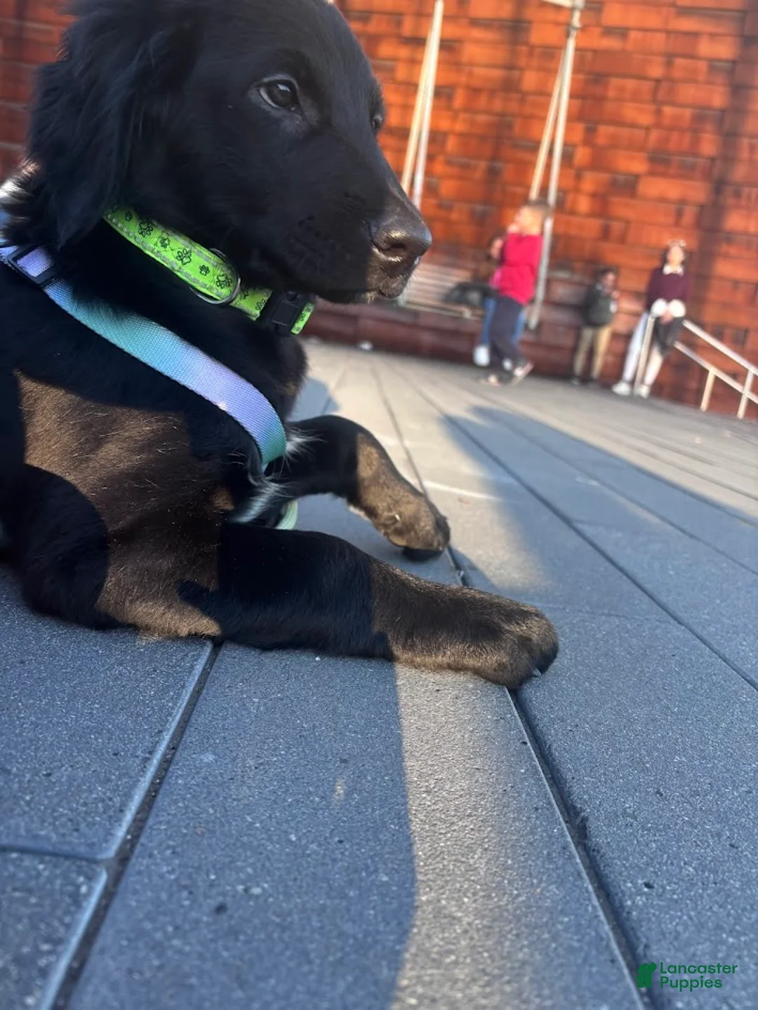 Labradoodle dogs for sale: Hunter - Ad 3