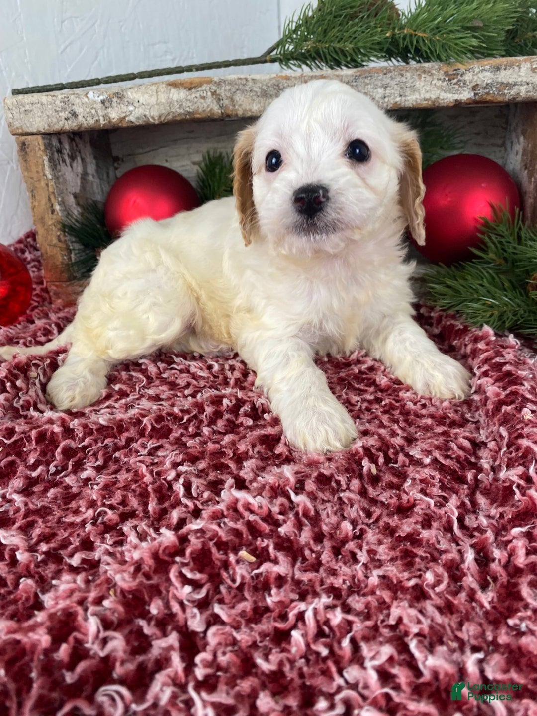 Cockapoo dogs for sale: Chloe - Ad 8
