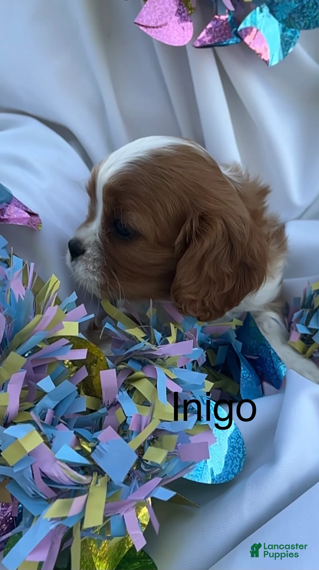Cavalier King Charles Spaniel dogs for sale: Inigo  - Ad 2