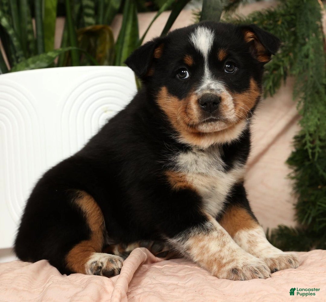 Australian Shepherd dogs for sale: Tucker - Ad 7