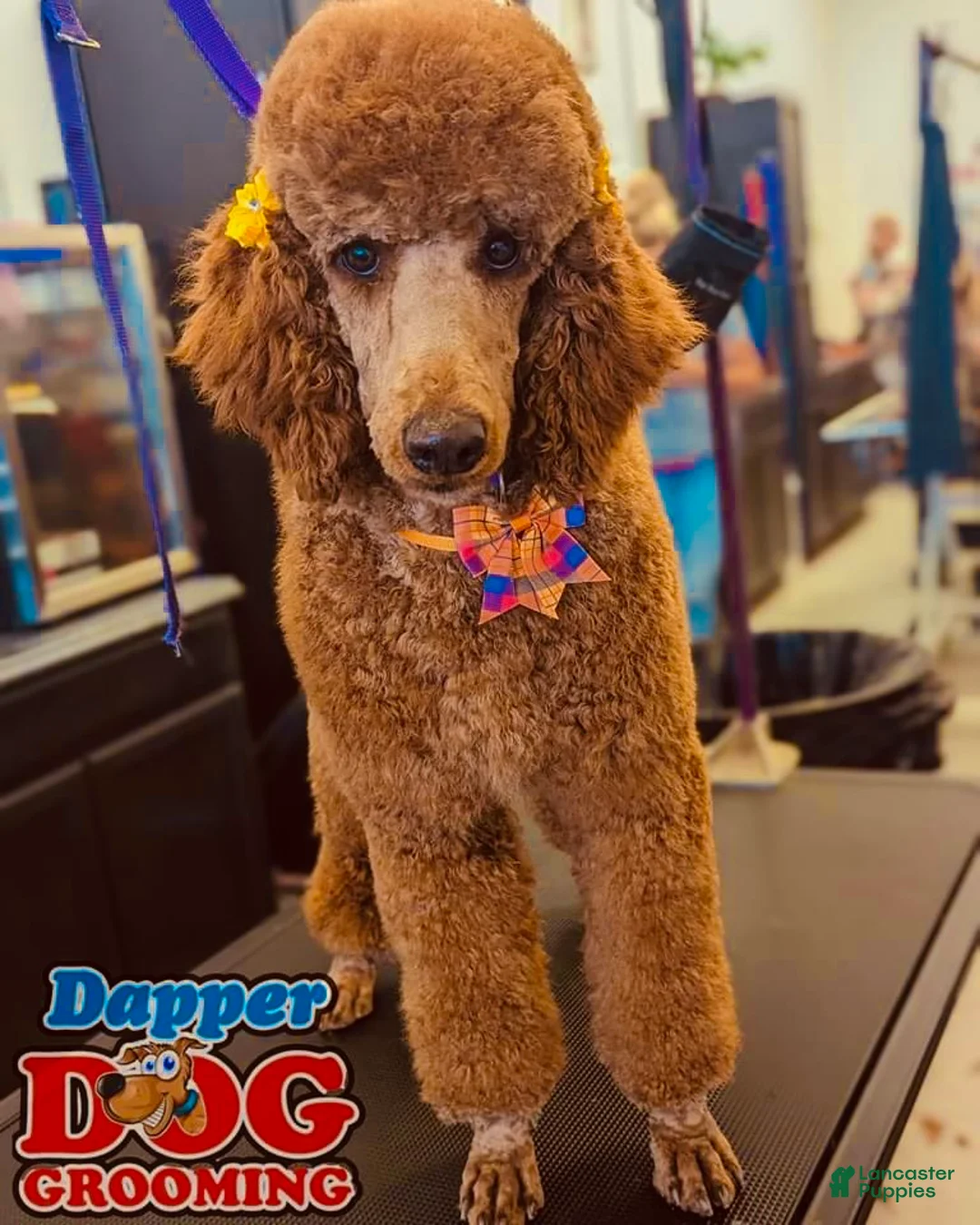 Standard Poodle dogs for sale: Buster - Ad 2