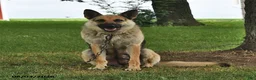 German Shepherd dogs for sale: Cocoa - Ad 4