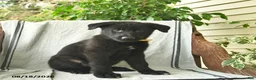German Shepherd dogs for sale: Griffin  - Ad 4