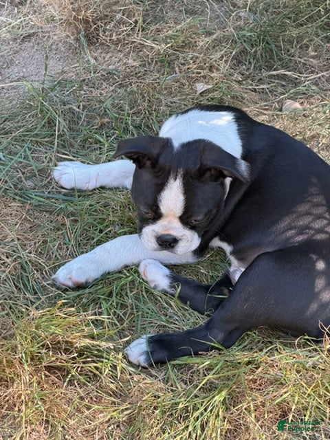 Boston Terrier dogs Lawrence - Ad 2