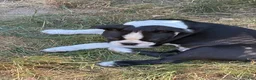 Boston Terrier dogs for sale: Lawrence - Ad 2