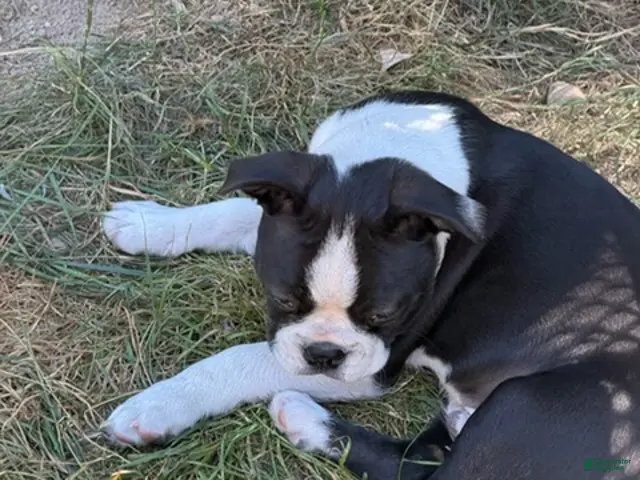 Boston Terrier dogs for sale: Lawrence - Ad 2