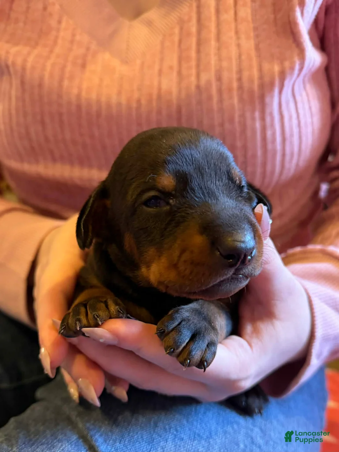 Doberman Pinscher dogs for sale: cropped ears - Ad 1