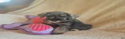 Miniature Schnauzer dogs for sale: Molly - Ad 2