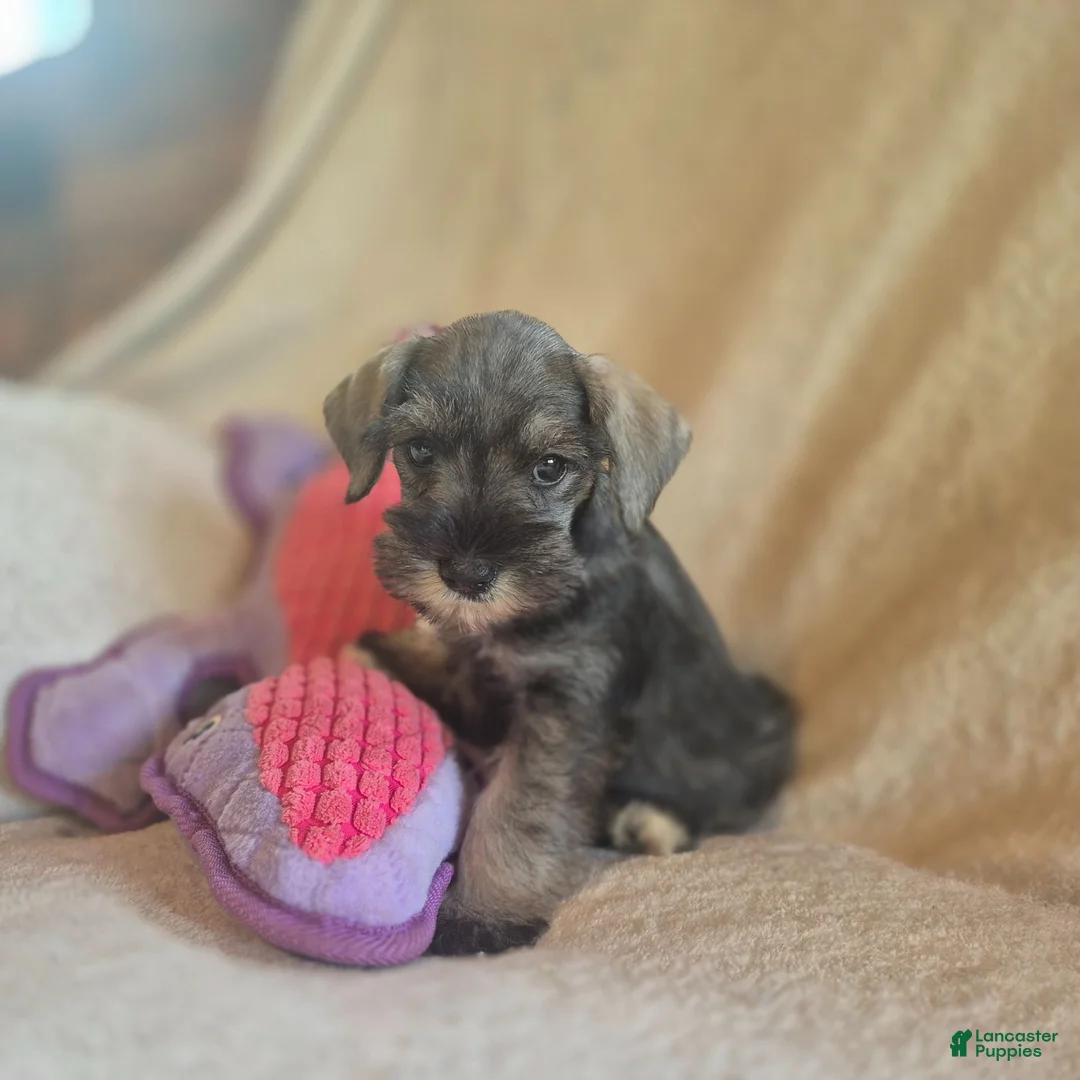 Miniature Schnauzer dogs for sale: Molly - Ad 2