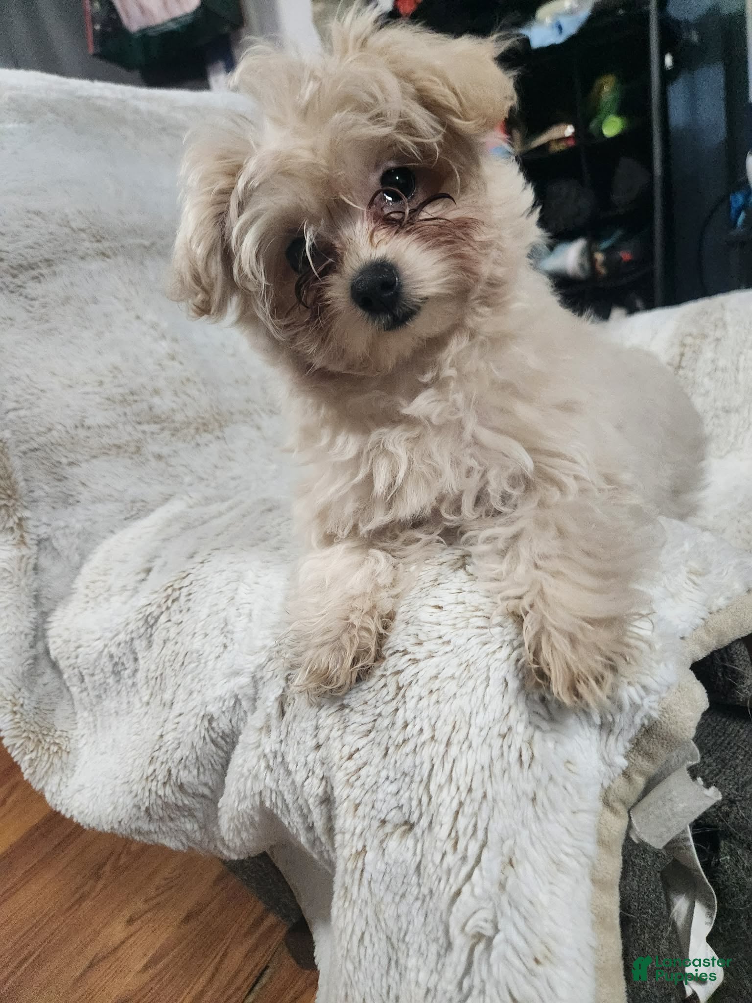 Pomapoo dogs Aubrey  - Ad 22