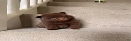 Pomeranian dogs for sale: Rex - Ad 12